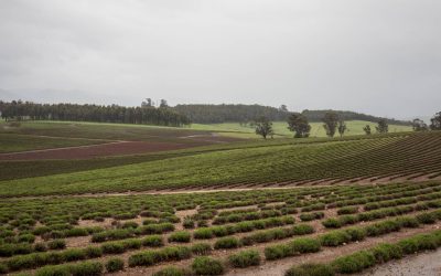 Historia i tradycje uprawy ziół na Lubelszczyźnie