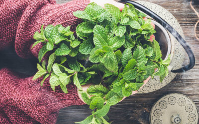 Poznaj właściwości zdrowotne i kulinarne mięty pieprzowej