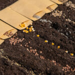 nasiona ziół do wysiewu