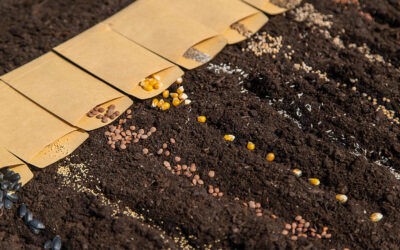 Nasiona ziół do siewu – dlaczego ich jakość ma kluczowe znaczenie?