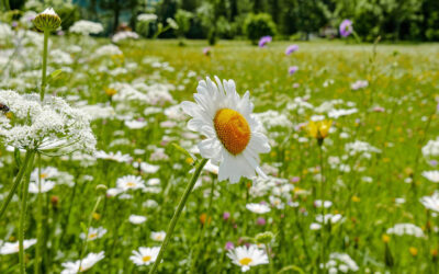 Sezon na skup ziół – kiedy zaczynają się pierwsze wiosenne zbiory?