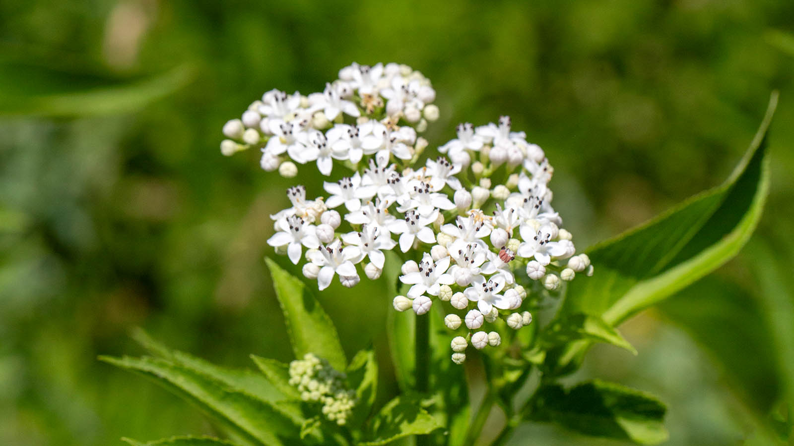 kozlek-lekarski-wlasciwosci-i-zastosowanie-polish-herbs